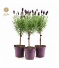 Lavandula