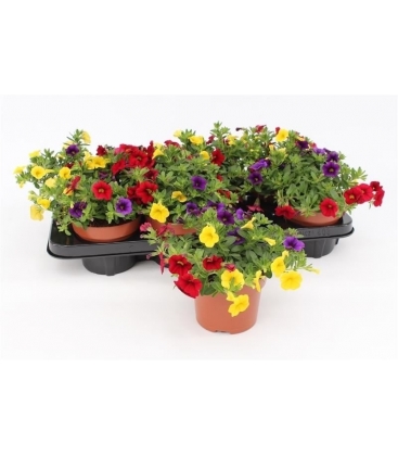 Calibrachoa