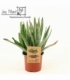 Aloe