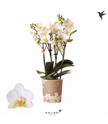 Phalaenopsis