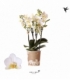 Phalaenopsis
