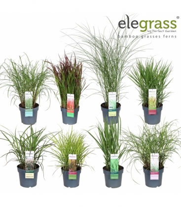 Grasses