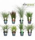 Grasses