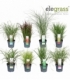 Grasses