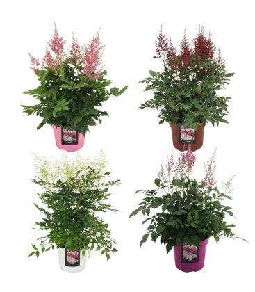 Astilbe
