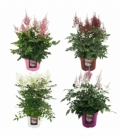 Astilbe