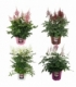 Astilbe
