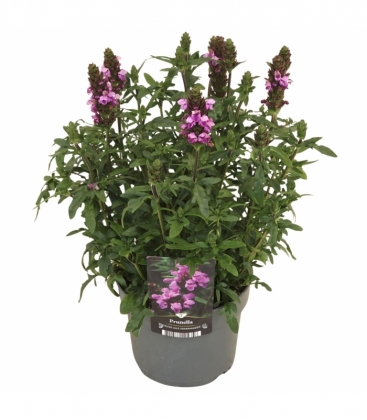 Prunella