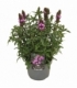 Prunella