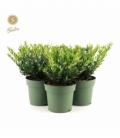 Ilex