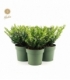 Ilex