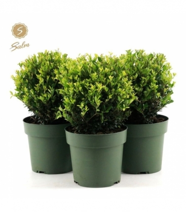 Ilex