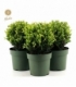 Ilex