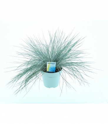 Festuca
