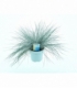 Festuca