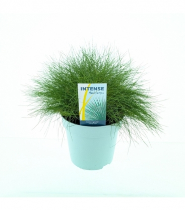Festuca