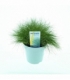 Festuca