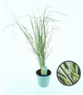 Calamagrostis