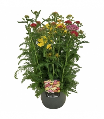 Achillea