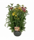 Achillea