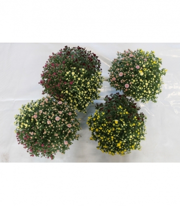 Chrysanthemum