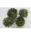 Chrysanthemum