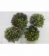 Chrysanthemum