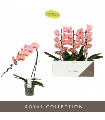 Phalaenopsis