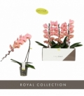 Phalaenopsis
