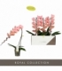 Phalaenopsis