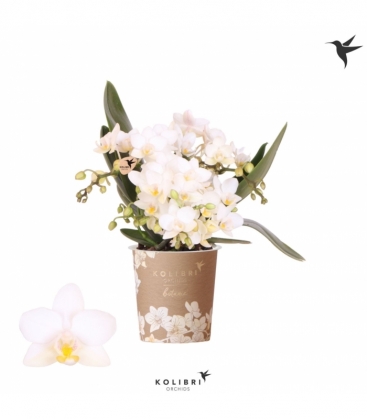 Phalaenopsis