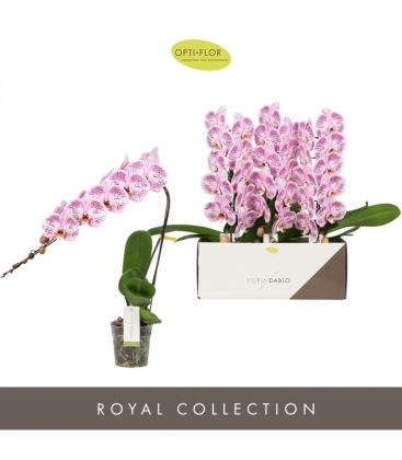 Phalaenopsis
