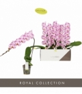Phalaenopsis