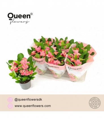Euphorbia