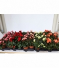 Begonia
