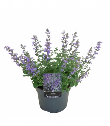 Nepeta