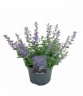 Nepeta