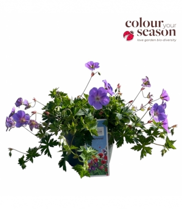 Geranium