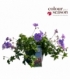 Geranium