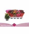 Kalanchoe