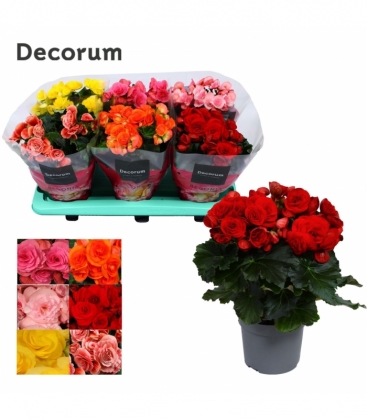 Begonia