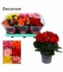 Begonia