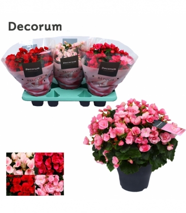 Begonia