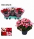 Begonia