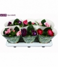 Gloxinia