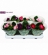 Gloxinia
