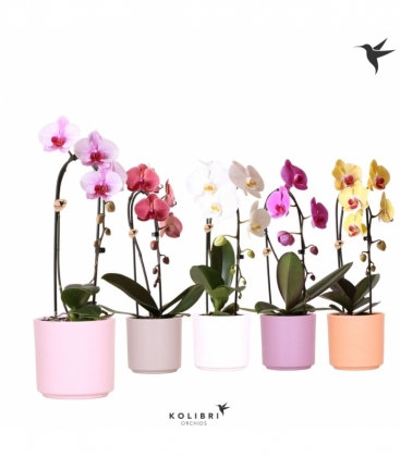Phalaenopsis