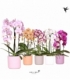 Phalaenopsis