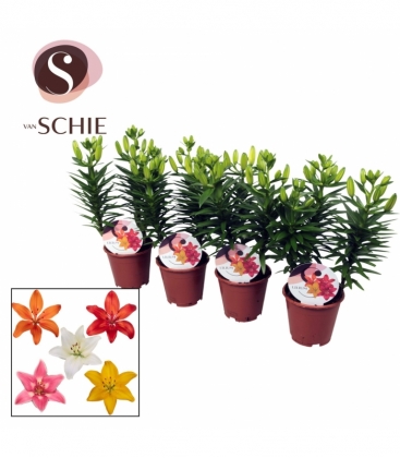 Lilium