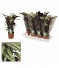 Calathea